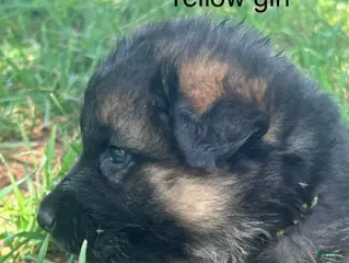 German Shepherd dogs for sale: Yellow Girl - Ad 4