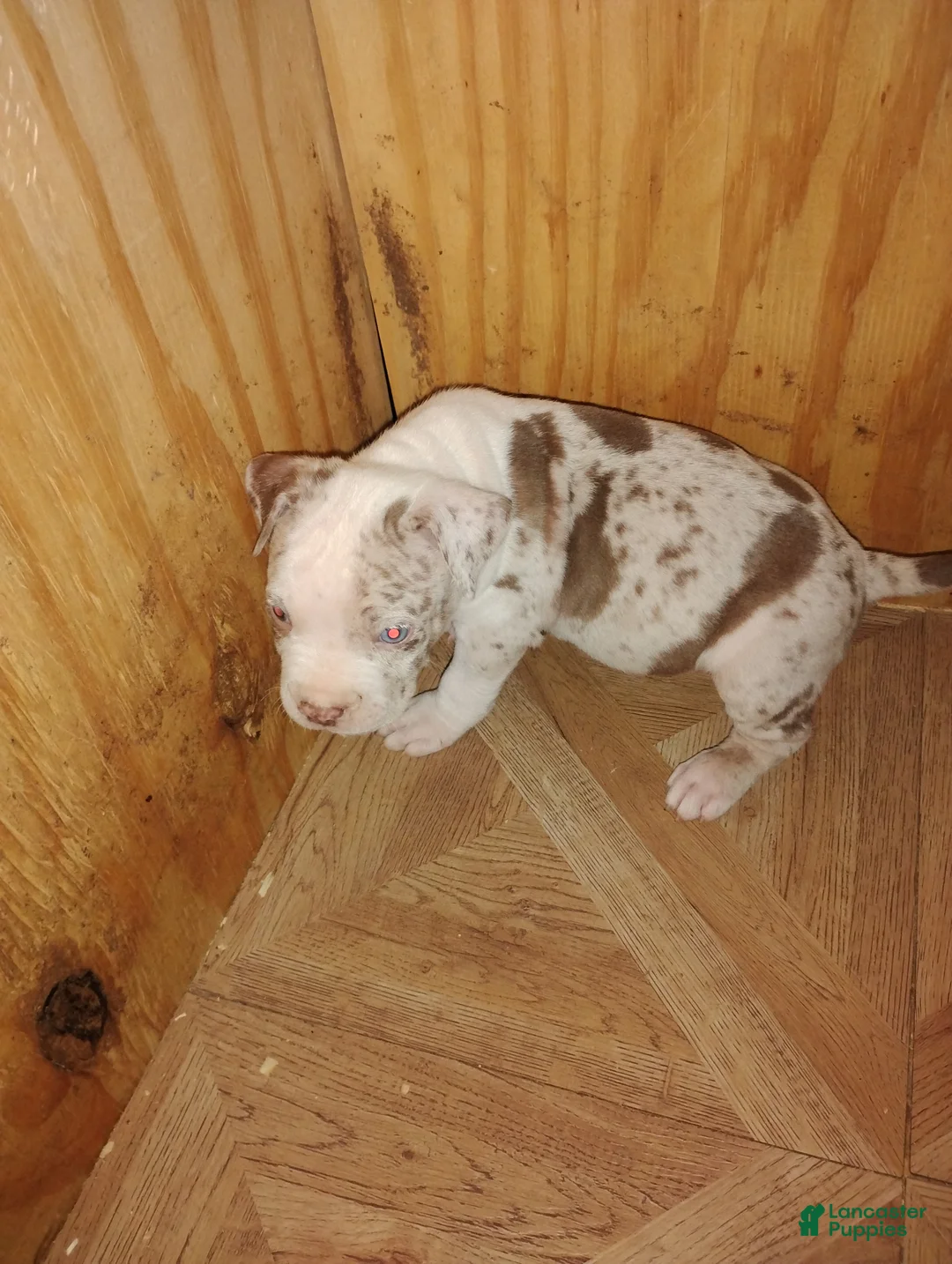 American Bully dogs for sale: American Bully Puppy 5 - Ad 10