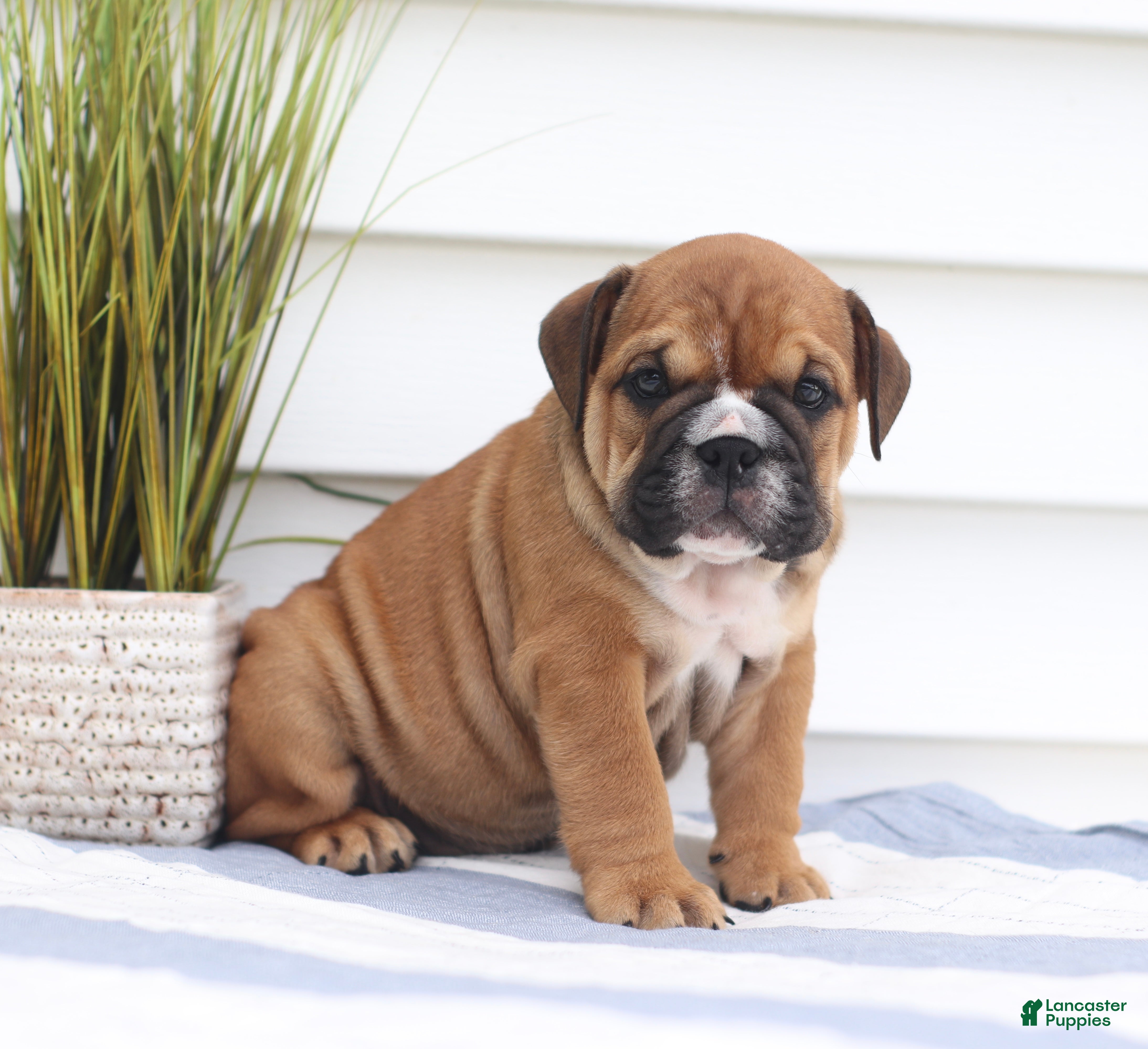 English Bulldog dogs Charlie - Ad 2