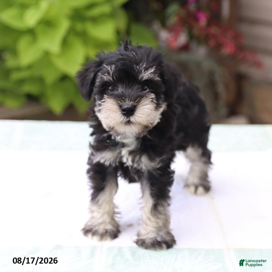 Miniature Schnauzer dogs Pedro - Ad 2
