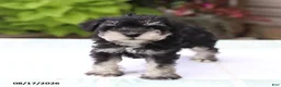 Miniature Schnauzer dogs for sale: Pedro - Ad 2