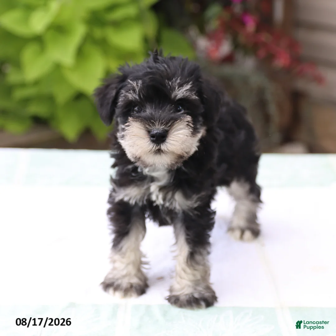 Miniature Schnauzer dogs for sale: Pedro - Ad 2