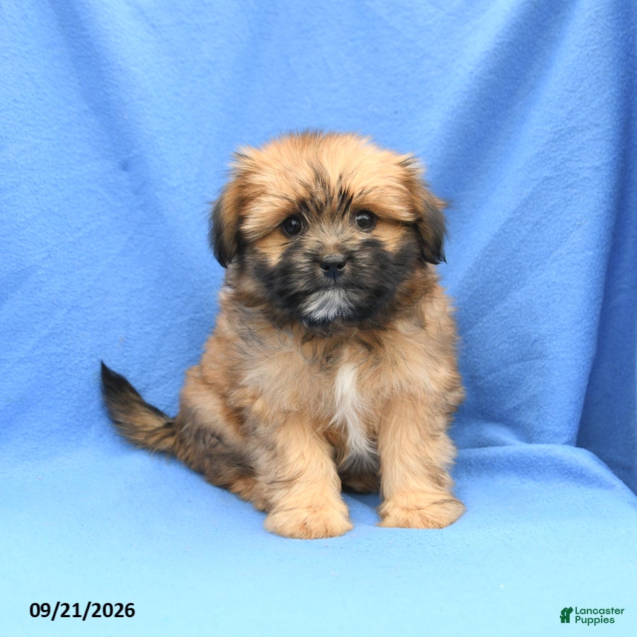 Mixed Breed dogs Gizmo - Ad 1