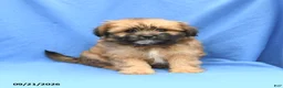 Mixed Breed dogs for sale: Gizmo - Ad 1