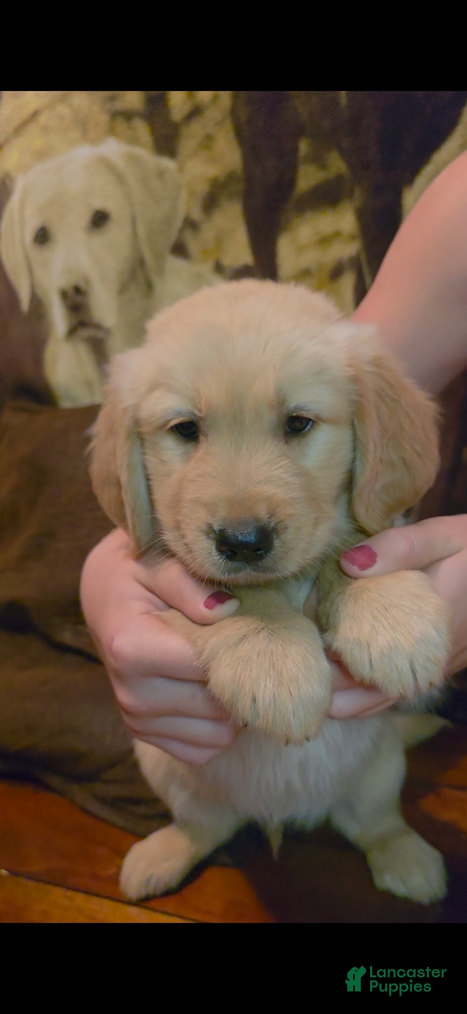 Golden Retriever dogs AKC Buck - Ad 1