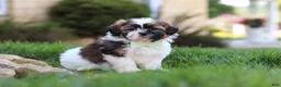 Shih Tzu dogs for sale: Bohdi - Ad 7