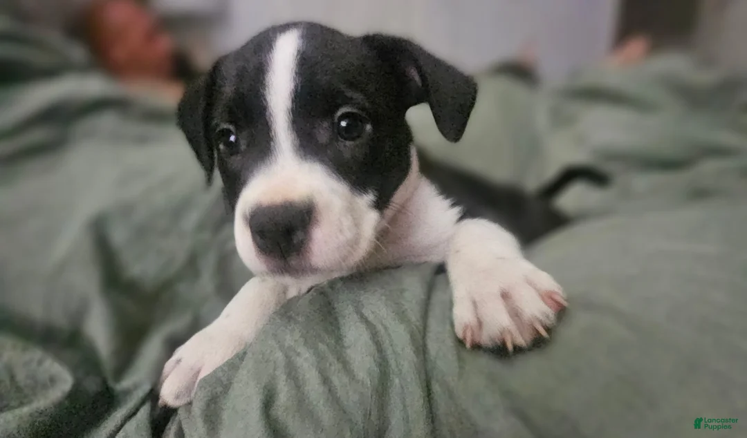 American Pit Bull Terrier dogs for sale: Lucy - Ad 2