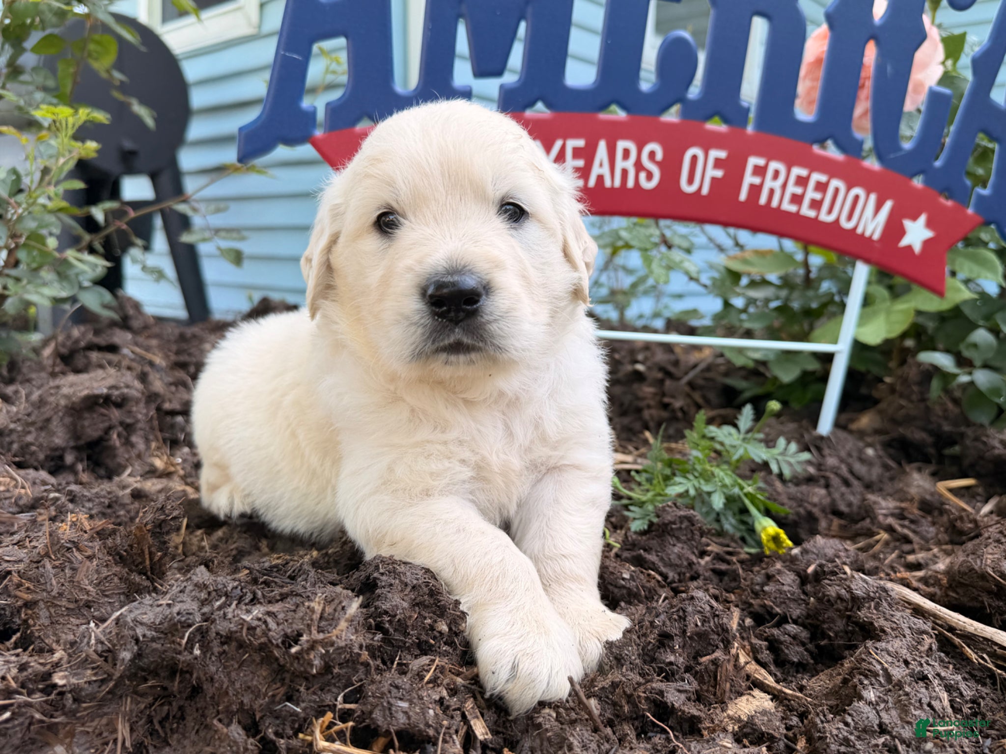 Golden Retriever dogs for sale: Tank - Ad 2