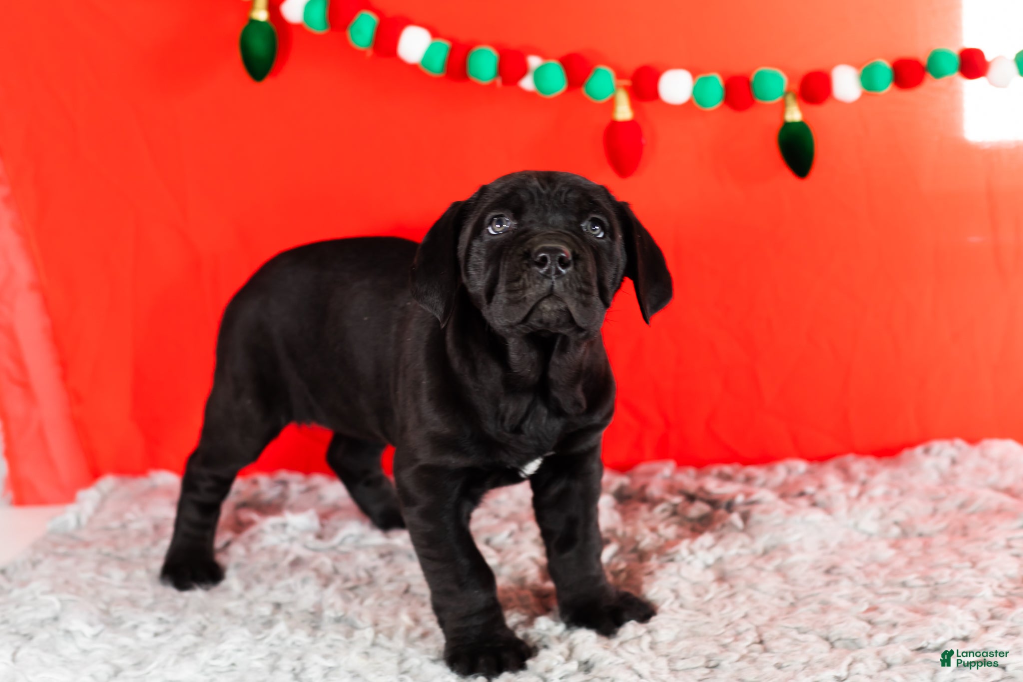 Cane Corso dogs Millie - Ad 34