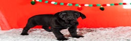 Cane Corso dogs for sale: Millie - Ad 1