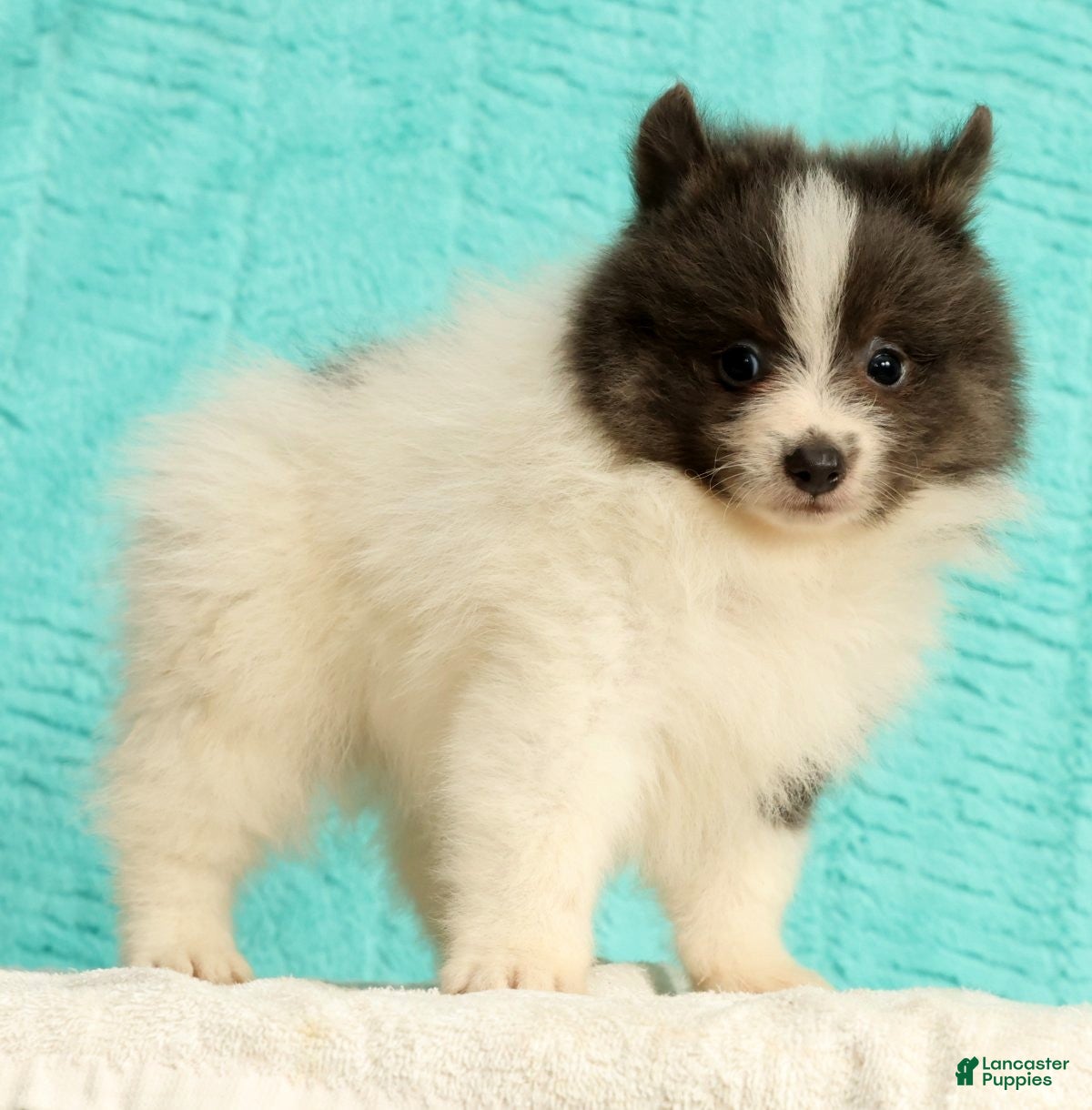 Pomeranian dogs Miles - Ad 2