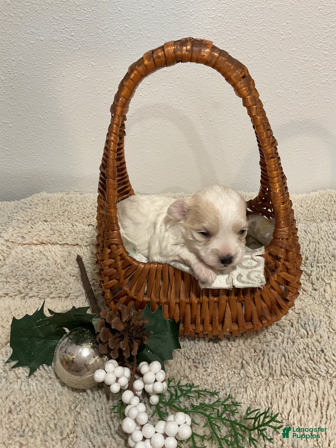 Maltipoo dogs for sale: JOY - Ad 1