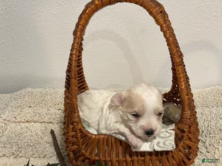 Maltipoo dogs for sale: JOY - Ad 1