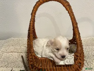 Maltipoo dogs JOY - Ad 24