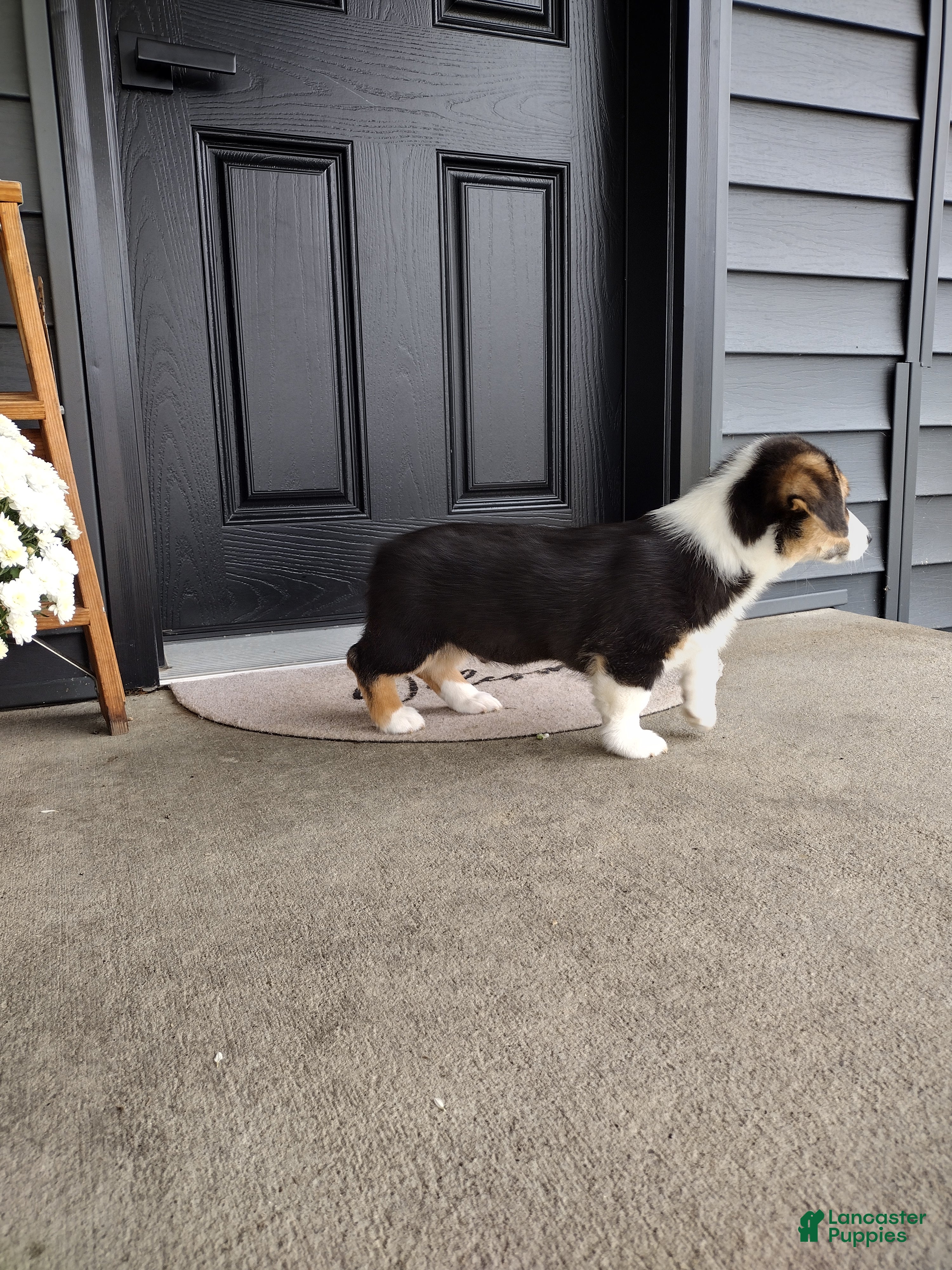 Welsh Corgi Pembroke dogs Sammy - Ad 2