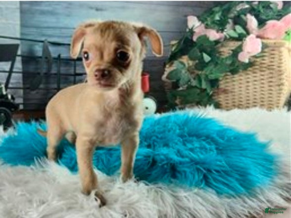 Chihuahua dogs NATIONWIDE DELIVERY teacup underbite - Ad 20