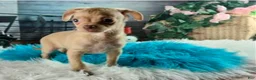 Chihuahua dogs for sale: NATIONWIDE DELIVERY teacup underbite - Ad 1