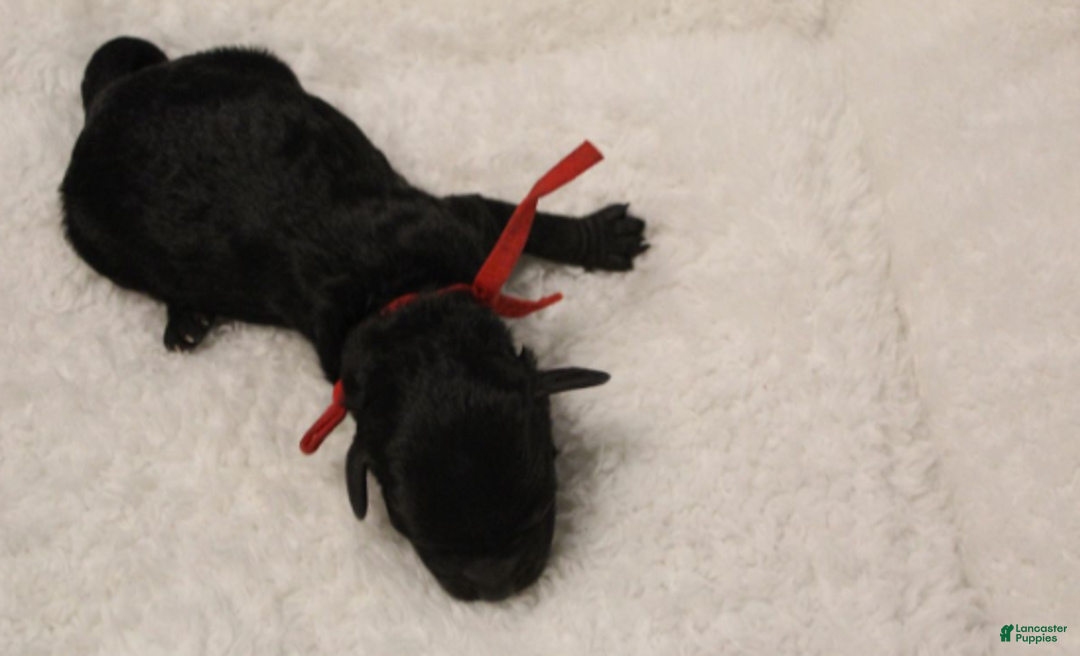 Cavapoo dogs for sale: Holly - Ad 10