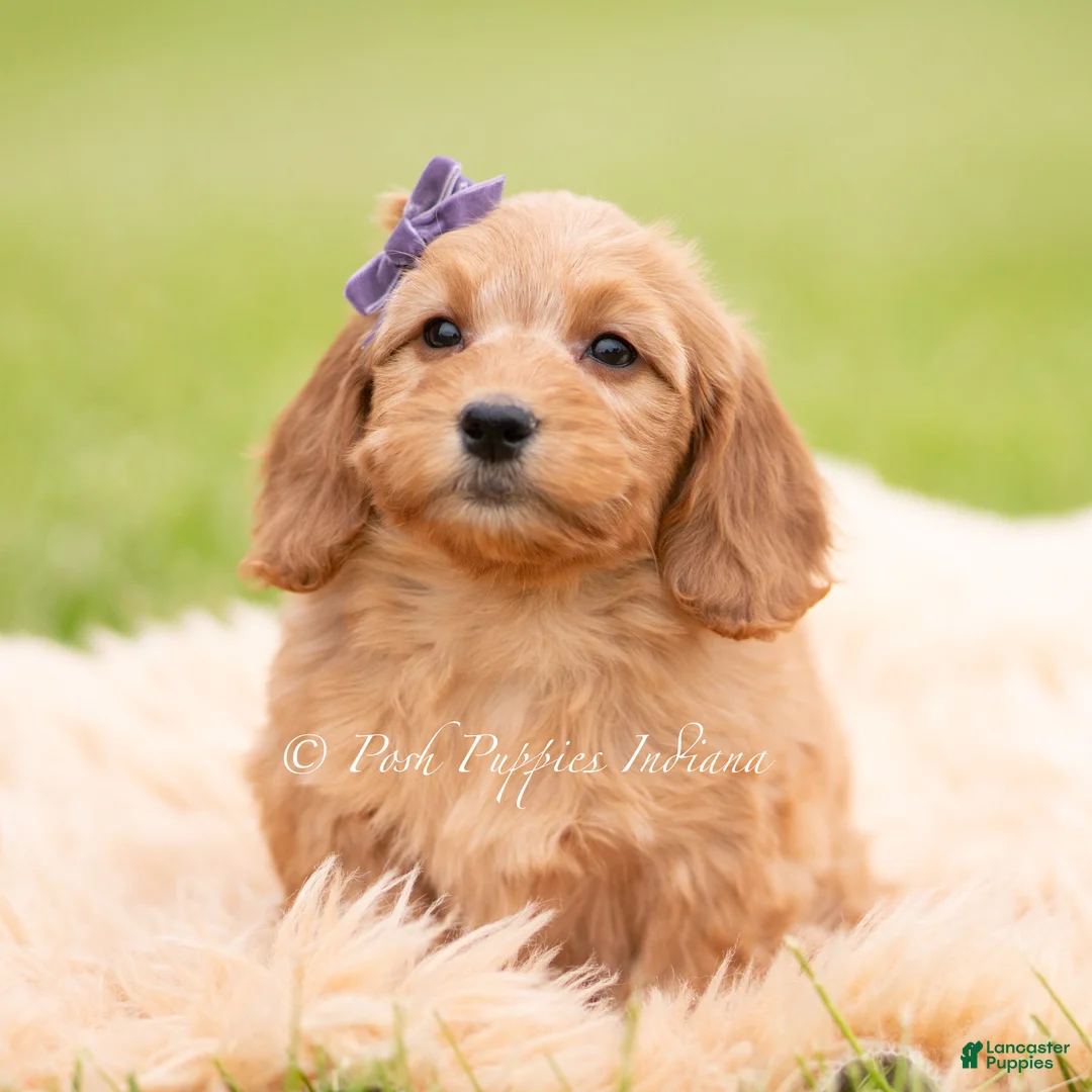 Mini Goldendoodle dogs for sale: Jellybean - Ad 4