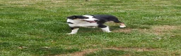 Miniature Australian Shepherd dogs for sale: Miniature Australian Shepherd 1 - Ad 1