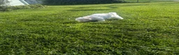 Maltipoo dogs for sale: Maltipoo 1 - Ad 5