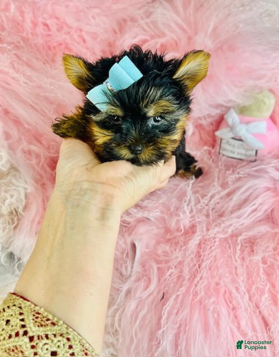 Yorkshire Terrier dogs for sale: Yorkshire Terrier Puppy 1 - Ad 3