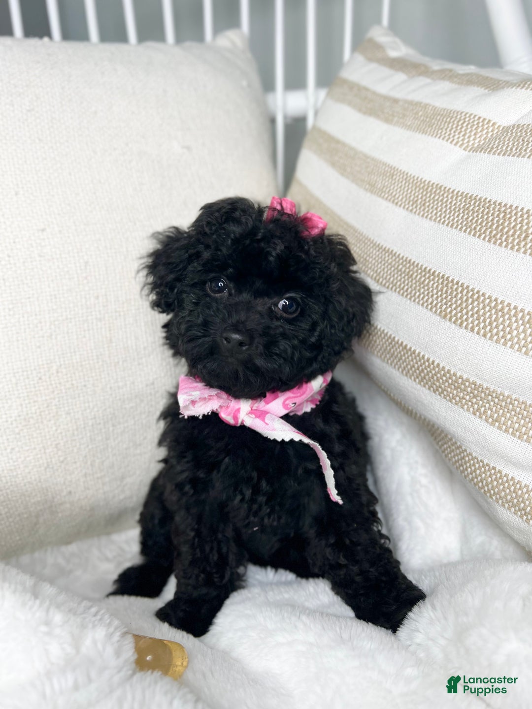 Toy Poodle dogs for sale: Toy Poodle Puppy 2 - Ad 3