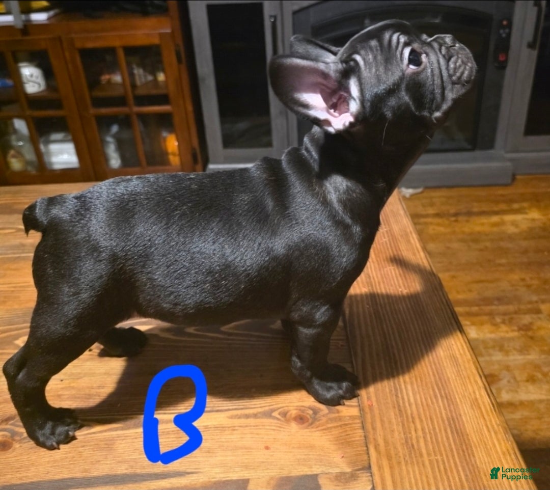 French Bulldog dogs for sale: French Bulldog Puppy 4 - Ad 1