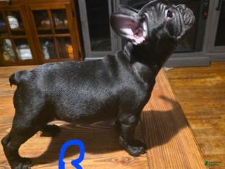 French Bulldog dogs French Bulldog Puppy 4 - Ad 35