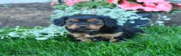 Mixed Breed dogs for sale: Tyler - Ad 2