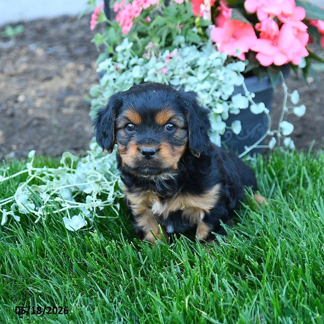 Mixed Breed dogs for sale: Tyler - Ad 2