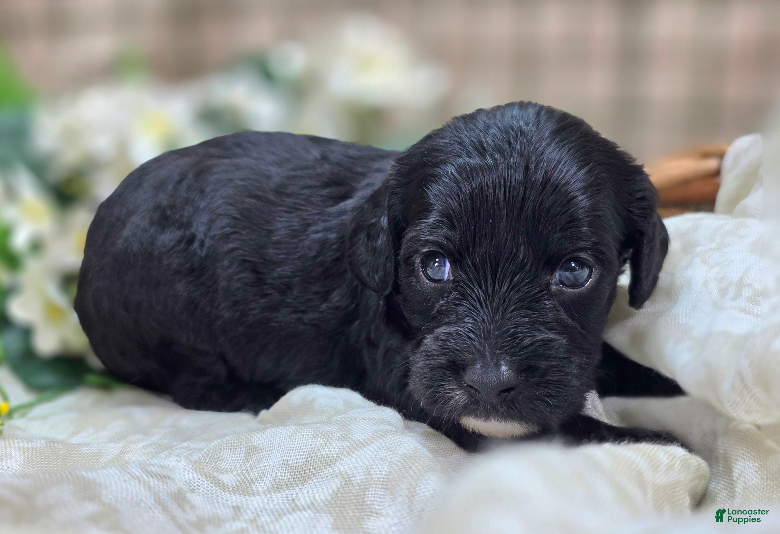 Cavapoo dogs Paisley - Ad 23