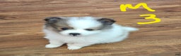 Pomeranian dogs for sale: Farvel - Ad 1