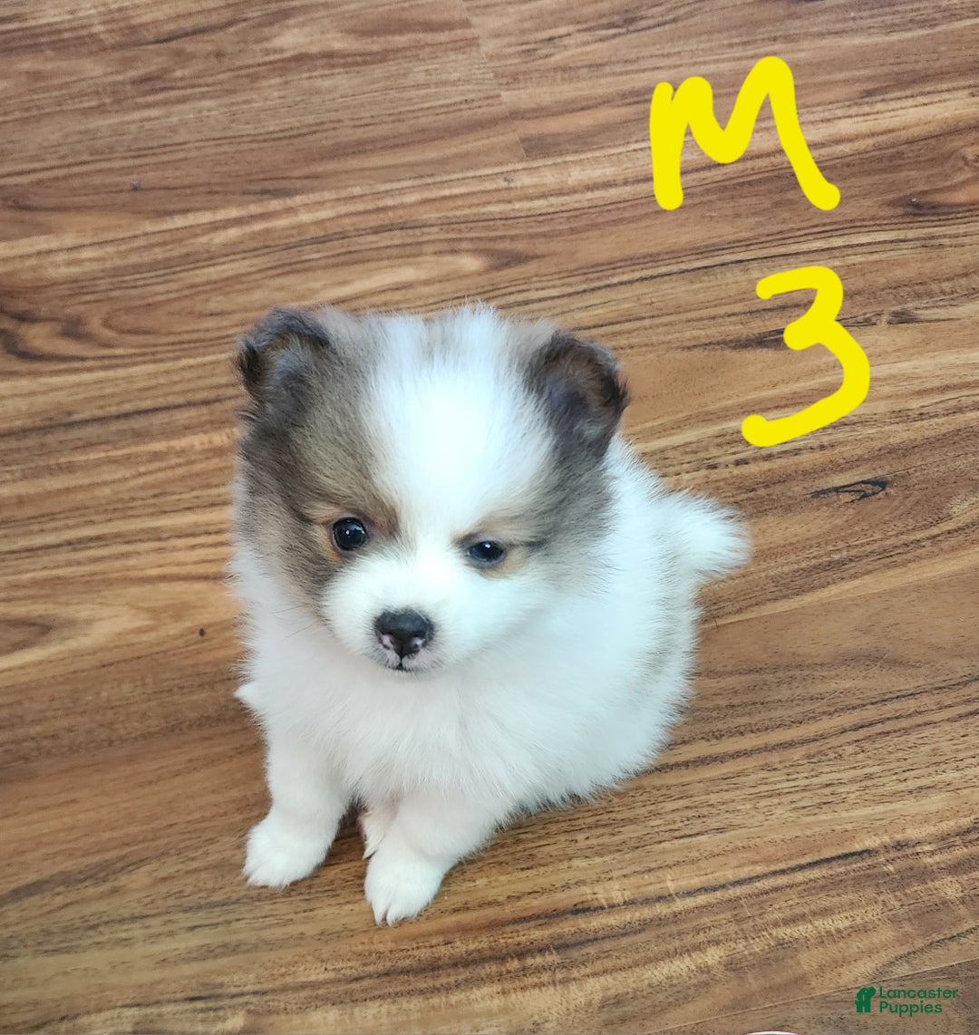 Pomeranian dogs for sale: Farvel - Ad 1