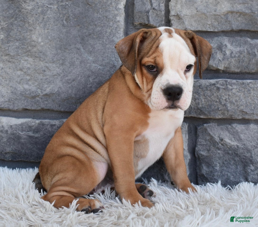 Beabull dogs Blossom  - Ad 1