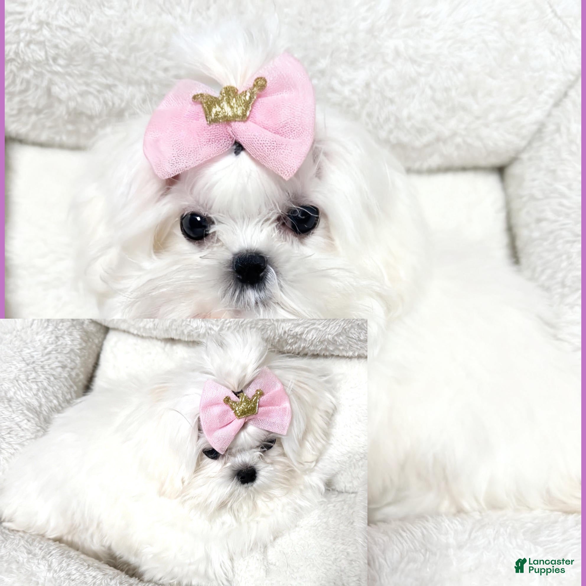 Maltese dogs Maya - Ad 18