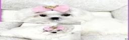 Maltese dogs for sale: Maya - Ad 1