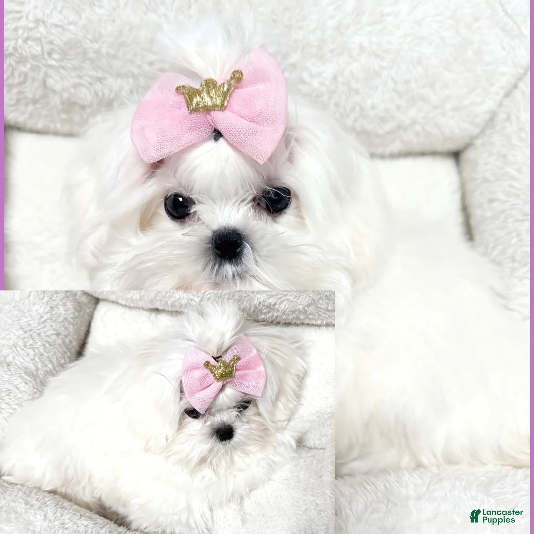 Maltese dogs for sale: Maya - Ad 1