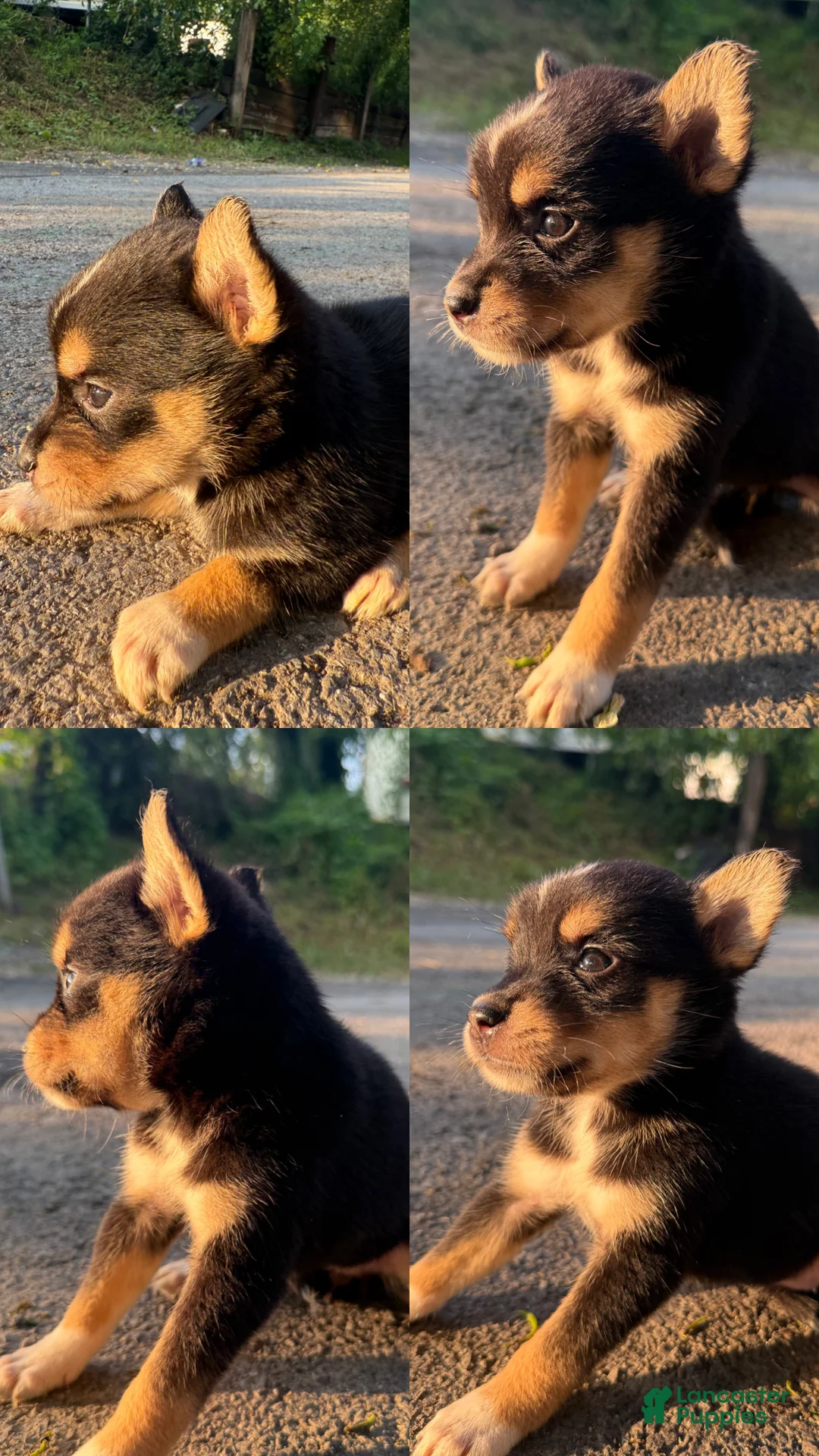 Mixed Breed dogs for sale: Kiki - Ad 1