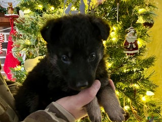 German Shepherd dogs Rudolph - Ad 37