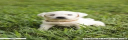 Labrador Retriever dogs for sale: Tan Collar - Ad 1