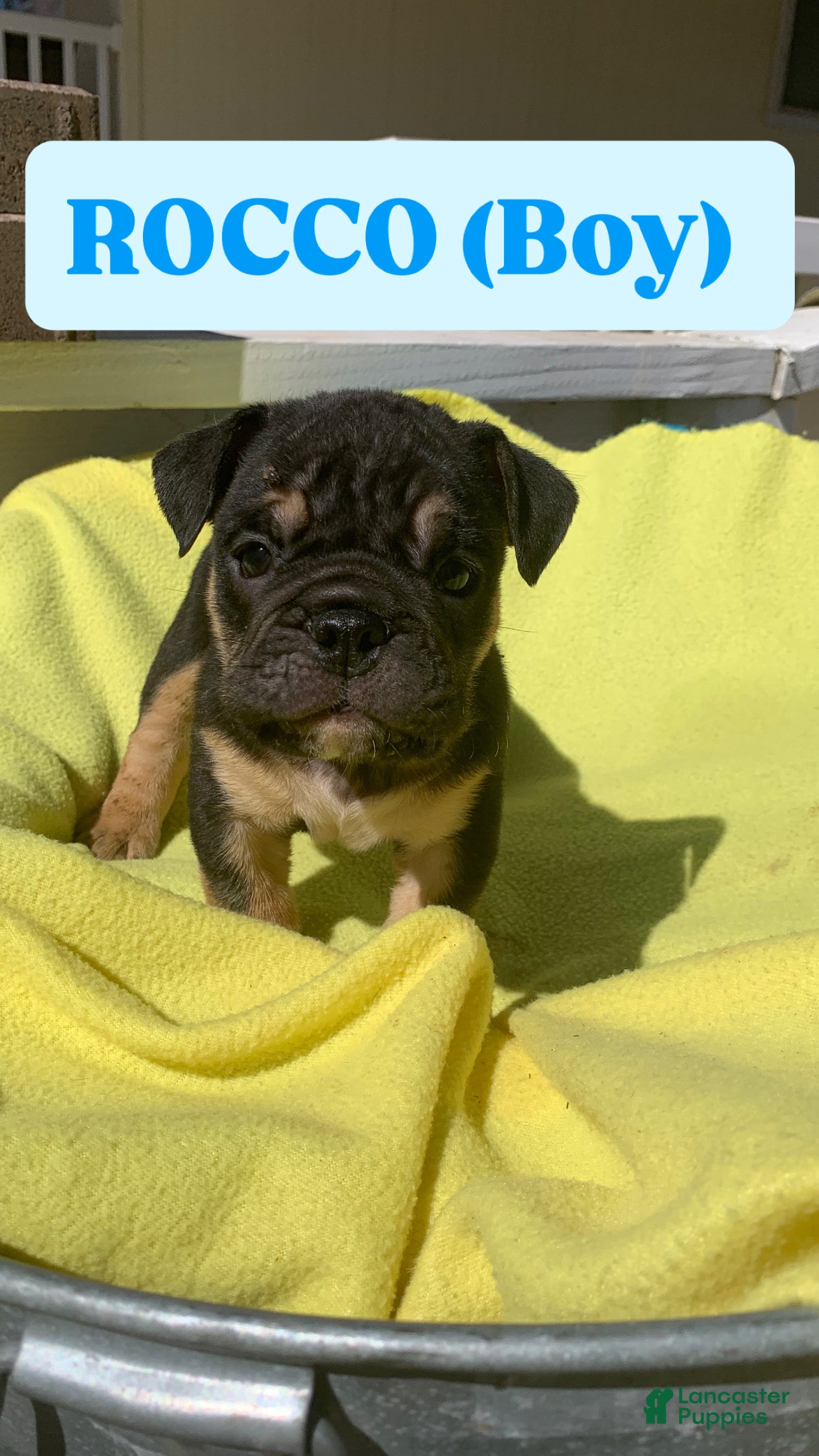 English Bulldog dogs Rocco - Ad 7