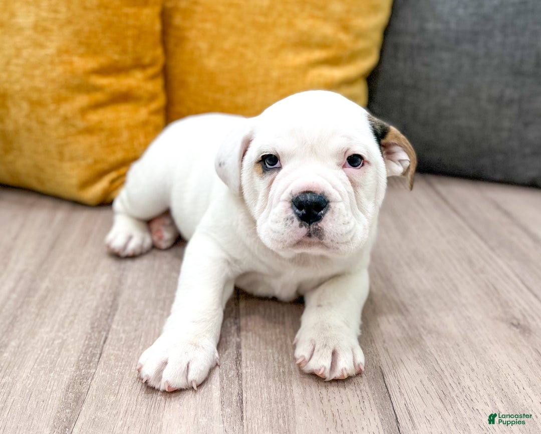 Mixed Breed dogs for sale: Theo - Ad 2