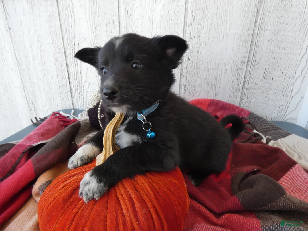 Australian Cattle Dog dogs for sale: Australian Cattle Dog 1 Tommy - Ad 1