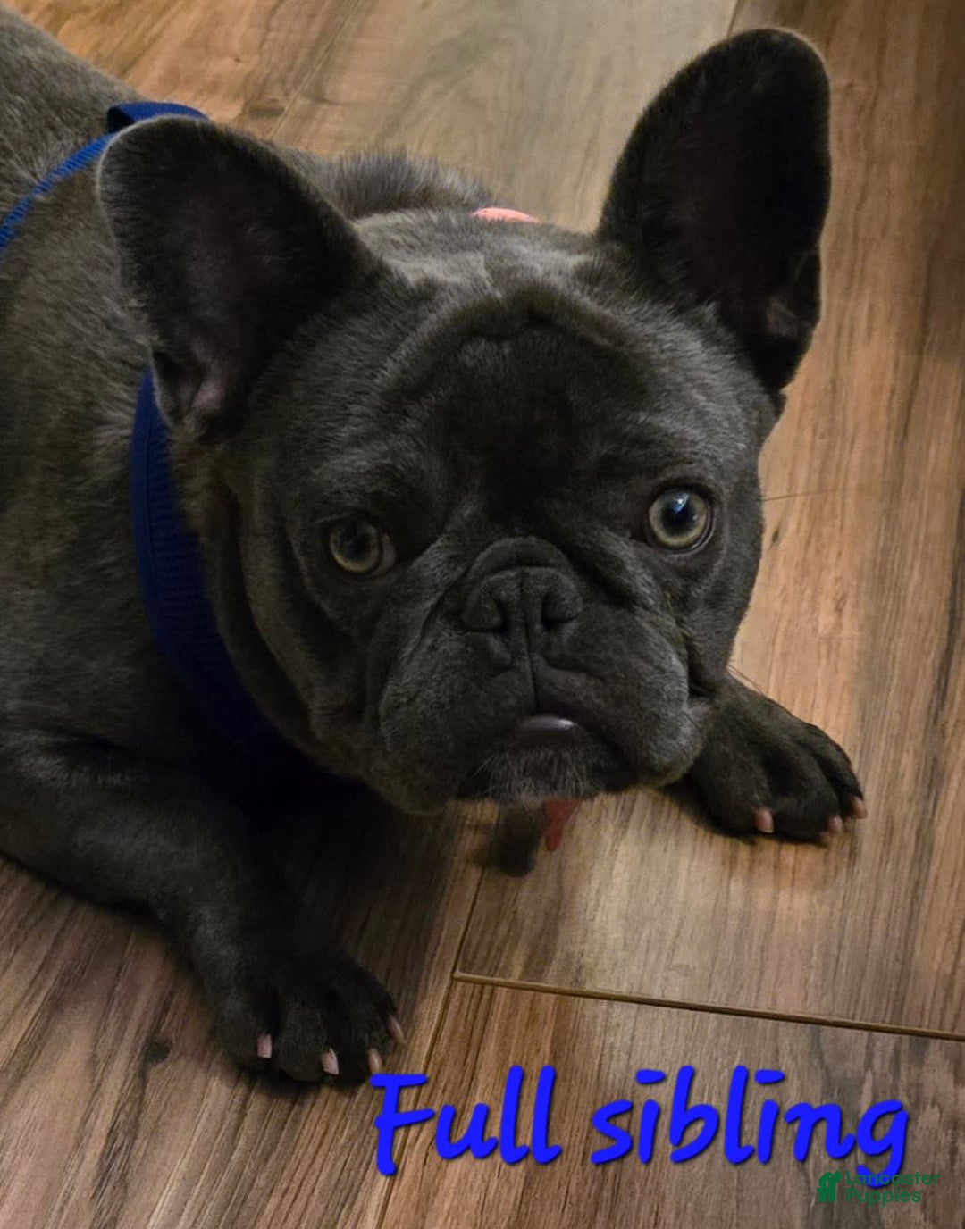 Gallery Image {{count}}