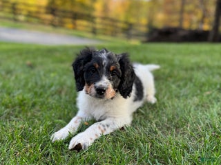 Bernedoodle dogs - Ad 18