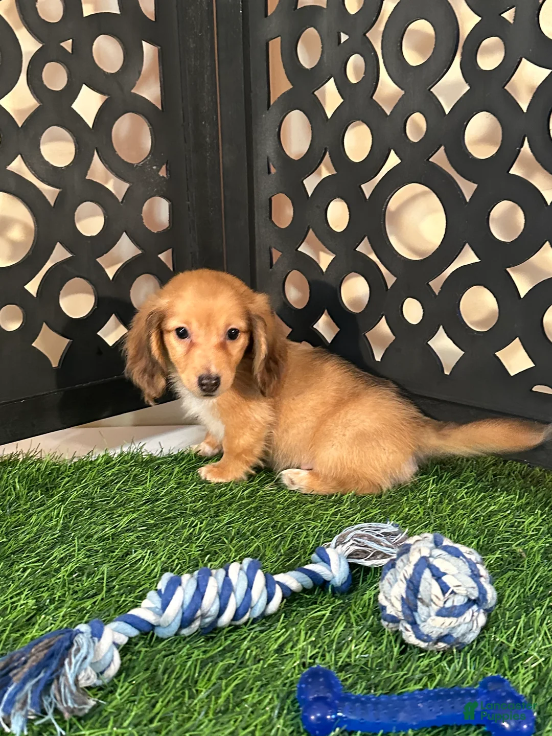 Miniature Dachshund dogs for sale: Beanie Precious Mini Dachsund Puppy  - Ad 1