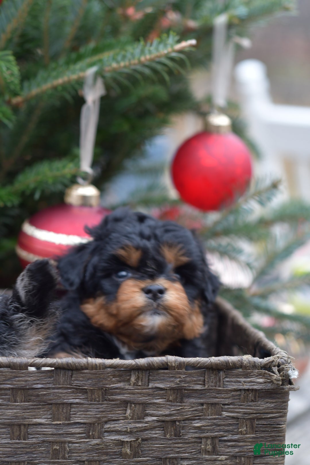 Mini Aussiedoodle dogs for sale: Bear - Ad 17