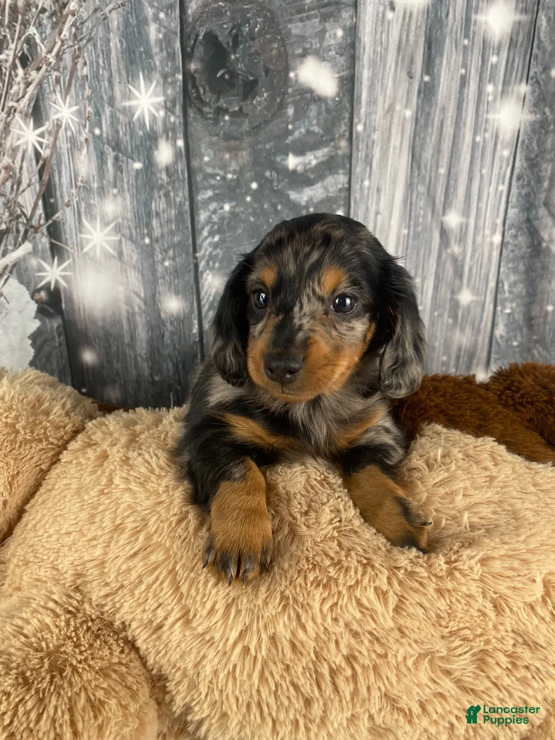 Miniature Dachshund dogs for sale: Molly - Ad 12