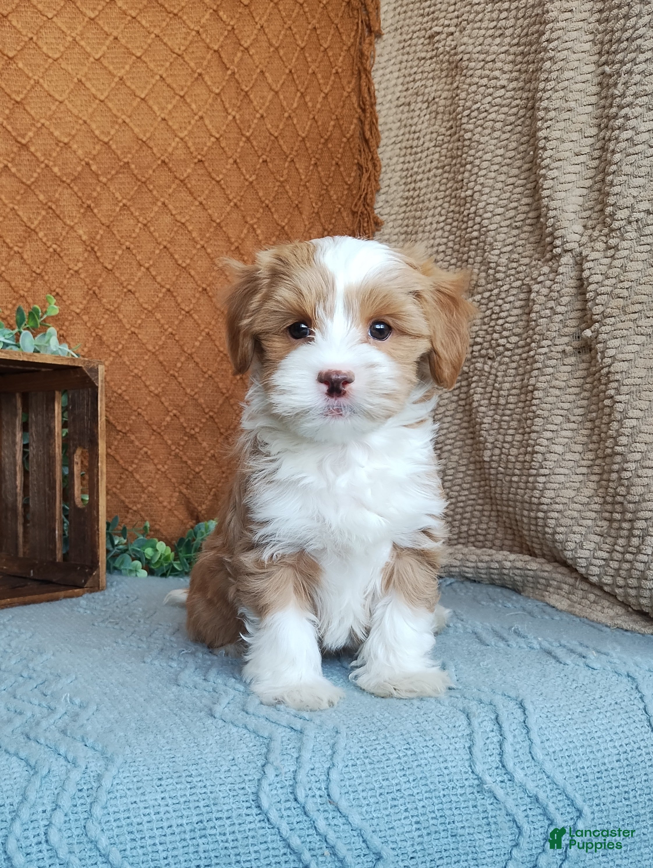 Havanese dogs Kenny  - Ad 20